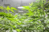 Evangélicos podem prejudicar proposta de plantio da Cannabis para tratamento de saúde