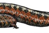 Dinossauros e companhia: a diversidade de animais do Brasil pré-histórico
