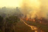 Governo exonera coordenadora do Inpe, após alerta de desmatamento recorde na Amazônia
