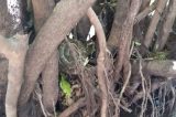 O mistério das jararacas que abandonaram o chão e agora vivem em árvores na Amazônia