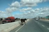 Animais soltos em Juazeiro causam perigo à motoristas