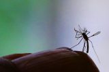 População irritada com muriçocas