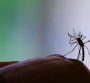 População irritada com muriçocas