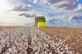 Oeste da Bahia produz o melhor algodão do Brasil