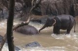 Seis elefantes morrem ao tentar salvar filhote em cachoeira na Tailândia