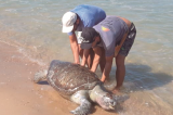 23 tartarugas são encontradas mortas no Ceará desde setembro