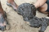 Manchas de óleo no litoral podem causar câncer, alerta especialista