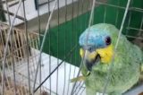 Polícia apreende papagaio que imita sirene de viatura
