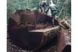 Árvore gigante rara de 535 anos foi derrubada em Santa Catarina para virar cerca