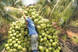 Produção de coco em projetos de irrigação da Codevasf apresenta valor de produção de R$ 72 milhões