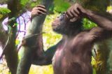 Por que é revolucionária a descoberta de fósseis de primatas com ‘pernas humanas’ 