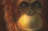 Cientistas revelam segredos do maior macaco que já existiu, que chegava a 3 m de altura e 600 kg