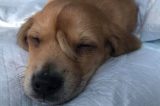 Filhote de cão com rabo ‘extra’ na testa é resgatado nos EUA