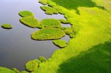 Por que os pântanos africanos podem estar aumentando os níveis de metano na atmosfera