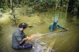 Pirarucu, um peixe gigante para salvar a Amazônia