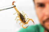 Veneno de escorpião pode auxiliar tratamento de tuberculose, diz pesquisa