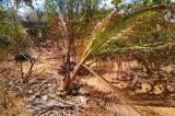 Brasil está secando e perde 15% da superfície de água em 35 anos