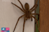 Aranha gigante aparece ao vivo no ‘Mais Você’