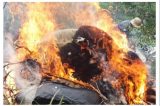 Operação militar em conjunto apreende e destrói drogas em Floresta