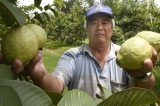Brasília pode se tornar um polo produtor do setor fruticultura