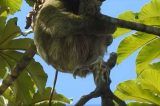 Vídeo: Guia turístico flagra bicho preguiça dando à luz em cima de árvore