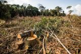 Aumento no desmatamento faz Brasil ter alta na emissão de gases durante pandemia