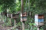 Avanço da soja cria ‘cemitério de colmeias’ no interior do Pará Avanço da soja cria ‘cemitério de colmeias’ no interior do Pará