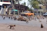 Macacos invadem cidade na Tailândia em meio à pandemia; assista