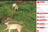 Caçadores expõem matança de animais silvestres no Facebook e YouTube
