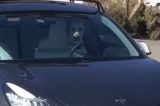 Vídeo mostra cachorro ‘dirigindo’ um carro para buscar seu dono; veja