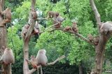 Macacos armados com facas e furadeiras atacam turistas em safari