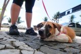 Cachorros são ameaçados de morte em cartazes pregados em portão de galpão em Fortaleza