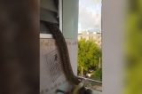 Cobra de 4 metros invade apartamento; veja o vídeo
