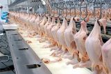 Coronavírus é detectado em frango importado do Brasil Coronavírus é detectado em frango importado do Brasil