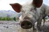 “Dispensa de licitação dos ‘respiradores de porcos’ foi montada”, dizem auditores do TCE