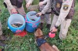 Esconderijo de armas e drogas do BDM é localizado pela Rondesp Leste e 50ª CIPM