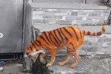 Fotos! Cachorro é pintado de laranja e preto para parecer um tigre