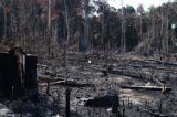 AGU obtém bloqueio de R$ 570 milhões de desmatadores da Amazônia