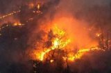 Vaquinha arrecada dinheiro para ajudar animais vítimas de incêndio no Pantanal