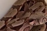Vídeo: Jiboia é encontrada na casa de Ivete Sangalo