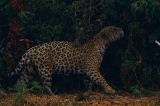 Instituto de onça da novela ‘Pantanal’ abriga felinos vítimas de incêndios e violência