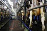 O leite de vaca feito sem vacas
