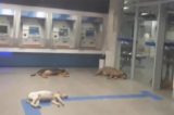 Cães invadem banco com ar-condicionado para escapar de calor de 40ºC Cães invadem banco com ar-condicionado para escapar de calor de 40ºC