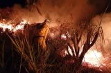 Fogo na Chapada Diamantina destrói 2 mil hectares do parque; veja como ajudar no combate