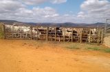 105 bois são sacrificados em Brumado após grupo falsificar guias de transporte