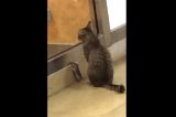 Gato nina rato depois de persegui-lo; assista