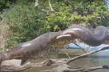 Vídeo de ‘anaconda brasileira’ tomando sol se torna viral internacional