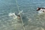 Cão enfrenta tubarão que “ameaçava” seu dono; assista