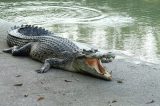 Crocodilos invadem cidade inundada deixando população em pânico; assista vídeos