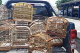 PRF apreende 36 animais silvestres mantidos em cativeiro na BR-324